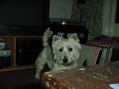 West Highland White Terrier — 1