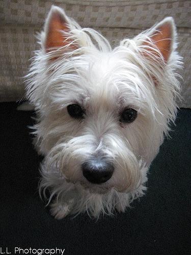 West Highland White Terrier — 2