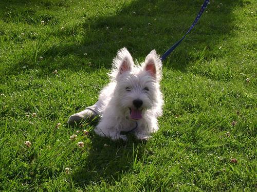 West Highland White Terrier — 3