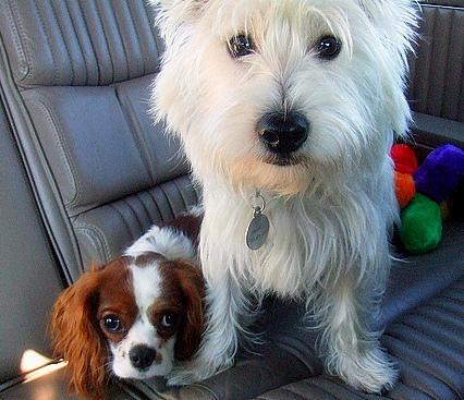 West Highland White Terrier — 4