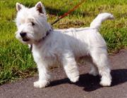 West Highland White Terrier — 5