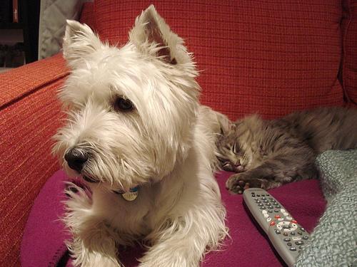 West Highland White Terrier — 6