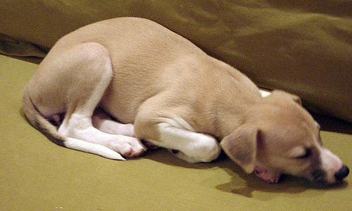 Whippet — 1