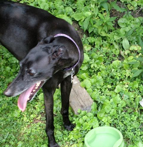 Whippet — 2