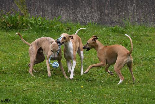 Whippet — 3