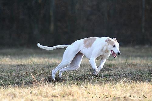 Whippet — 4