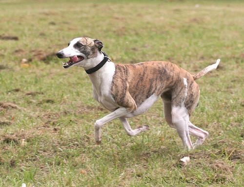 Whippet — 5