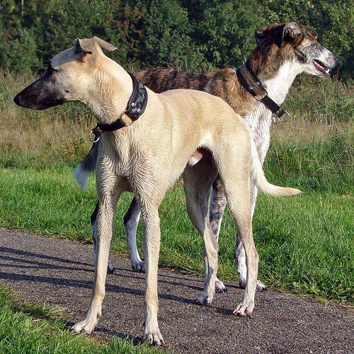 Whippet — 6