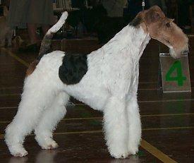 Wire Fox Terrier — 1