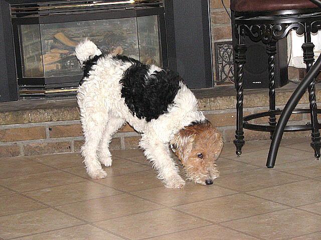 Wire Fox Terrier — 5