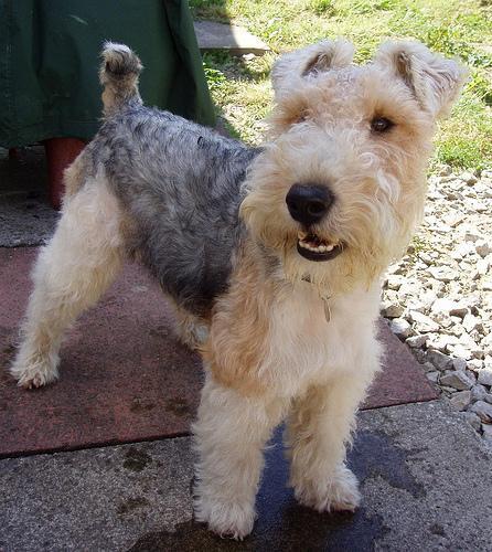 Wire Fox Terrier — 6