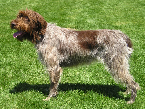 Wirehaired Pointing Griffon — 1