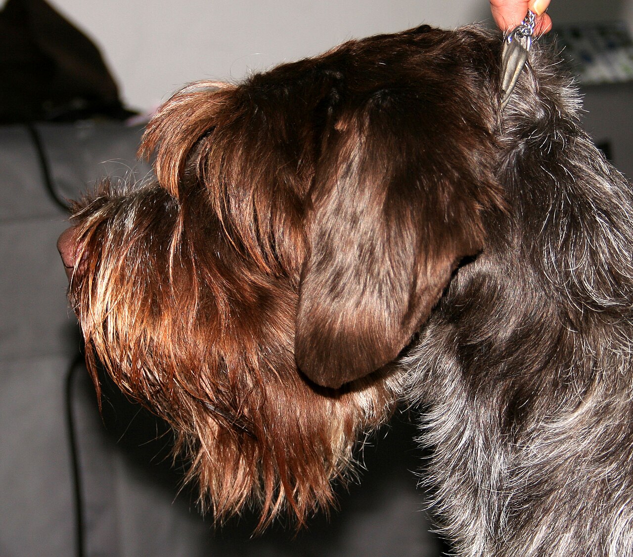 Wirehaired Pointing Griffon — 2