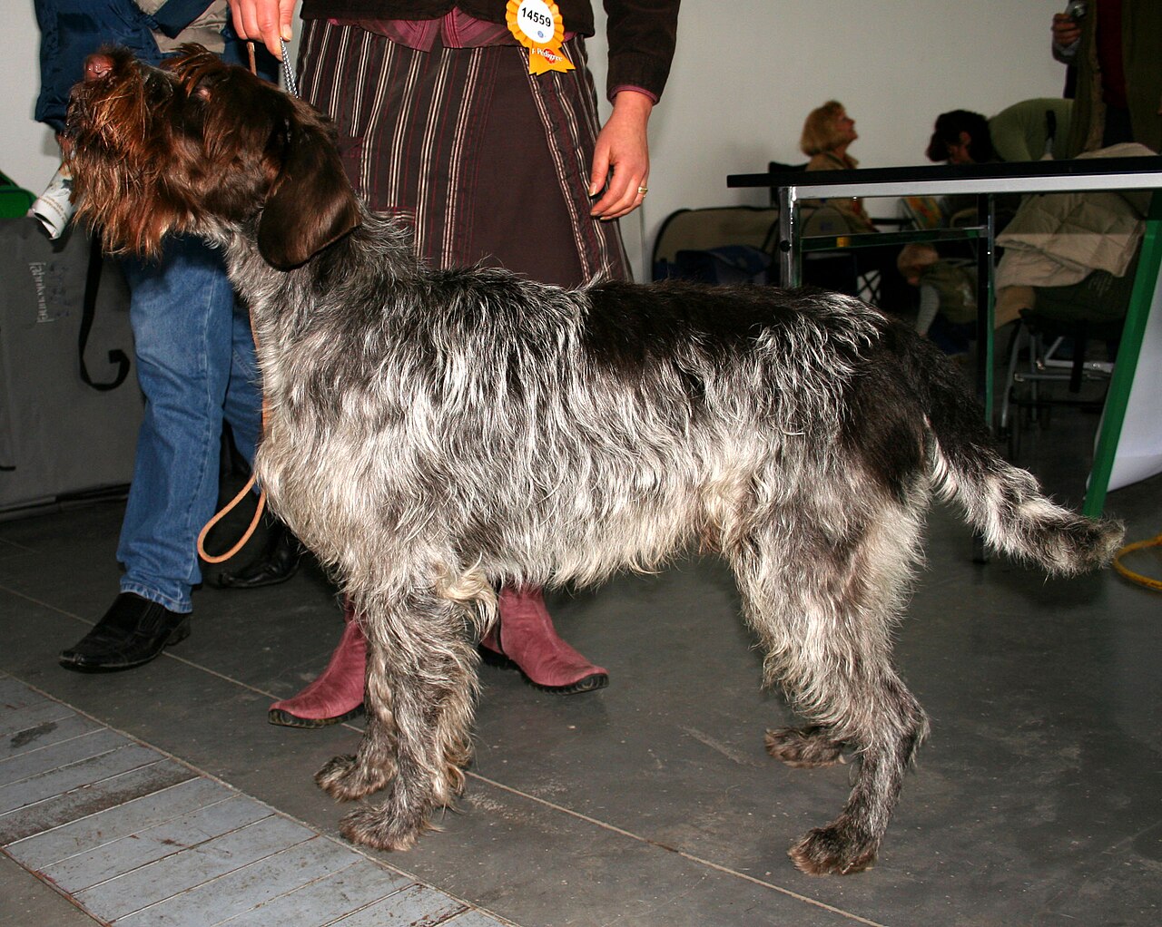 Wirehaired Pointing Griffon — 3