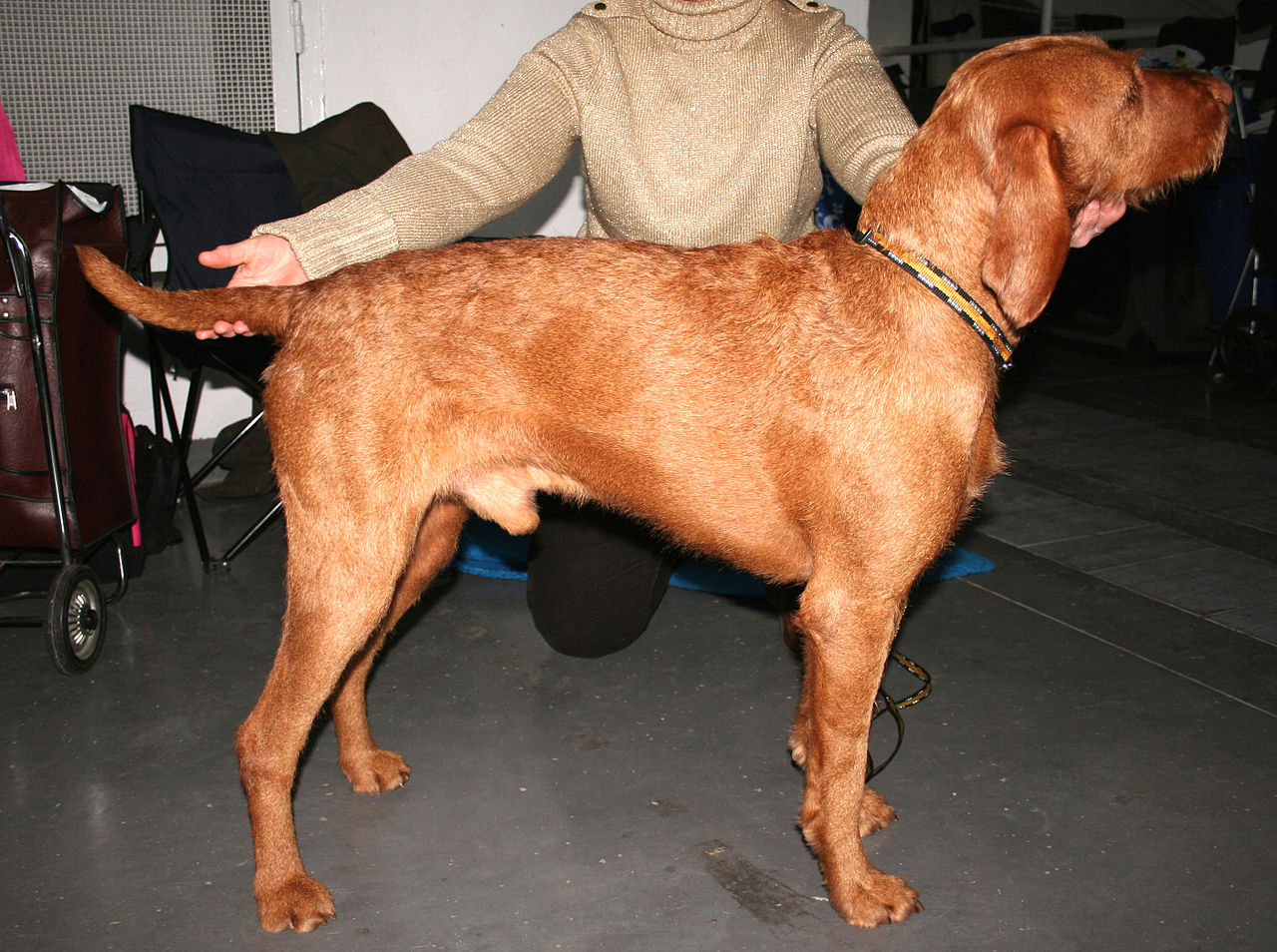 Wirehaired Vizsla — 1