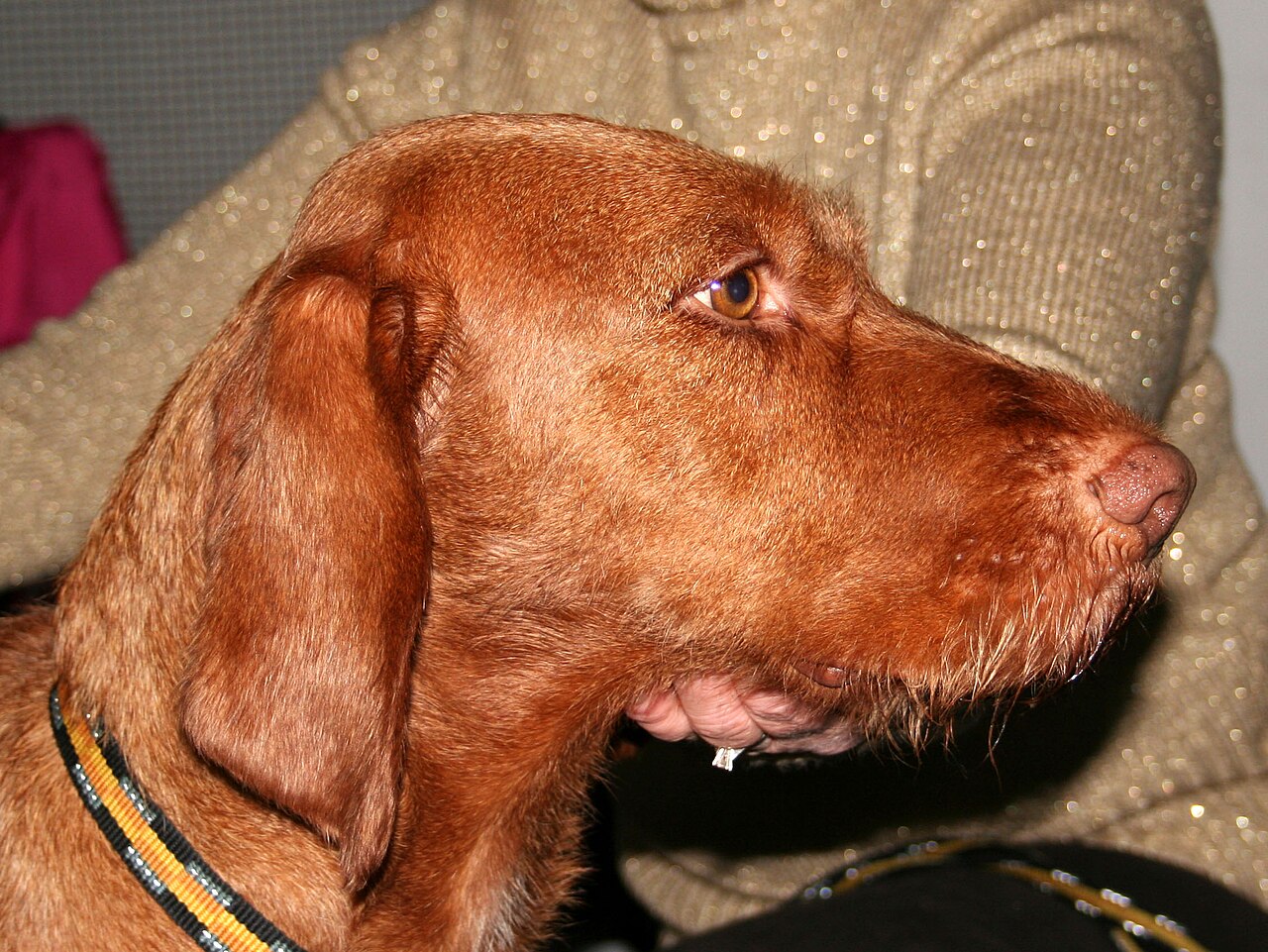Wirehaired Vizsla — 2