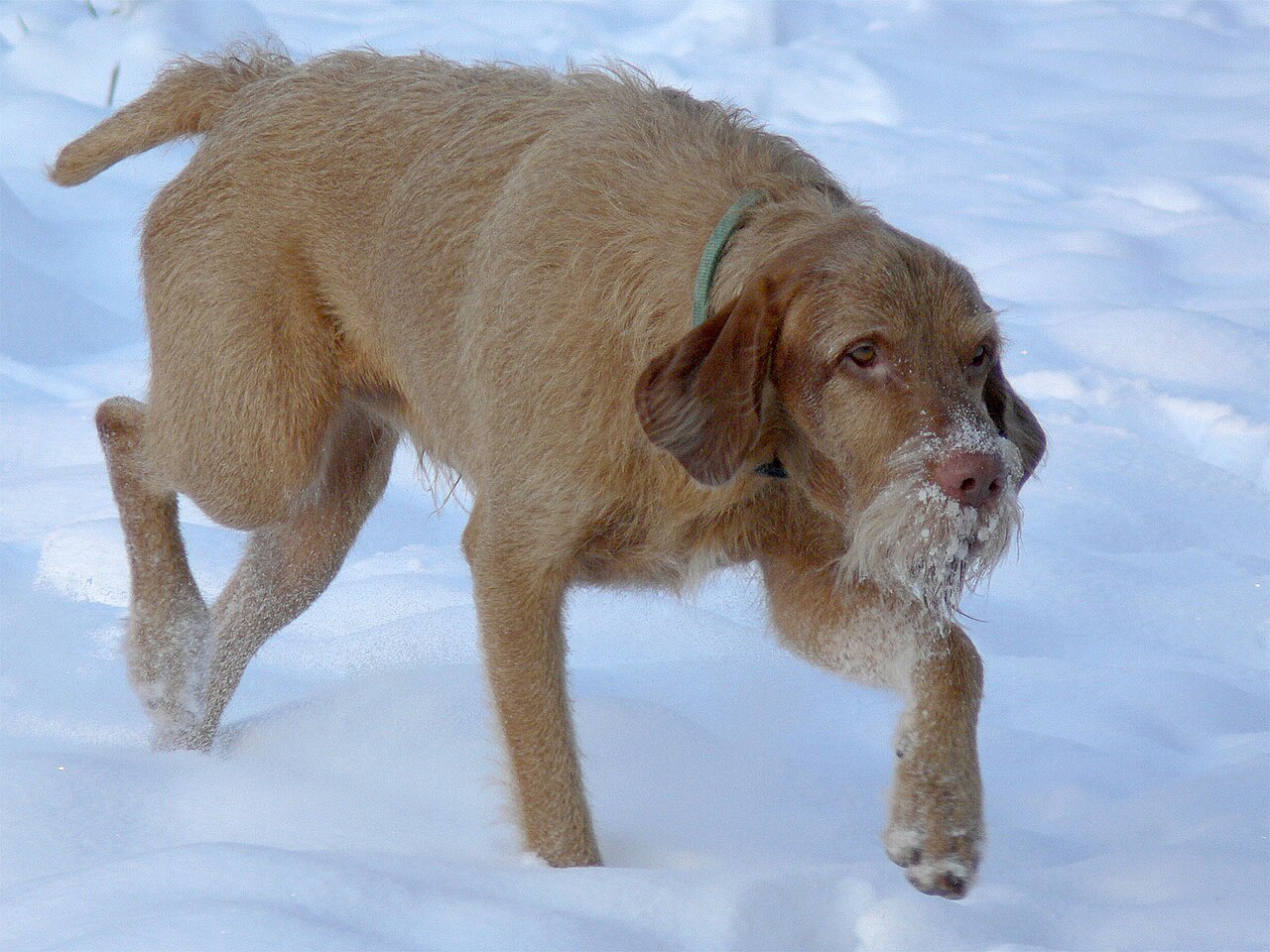 Wirehaired Vizsla — 3