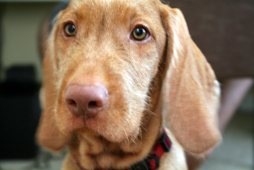 Wirehaired Vizsla — 4