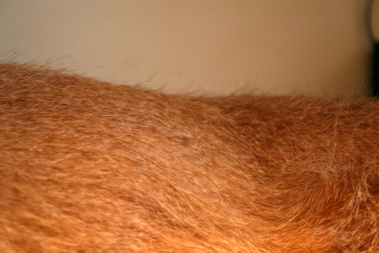 Wirehaired Vizsla — 5