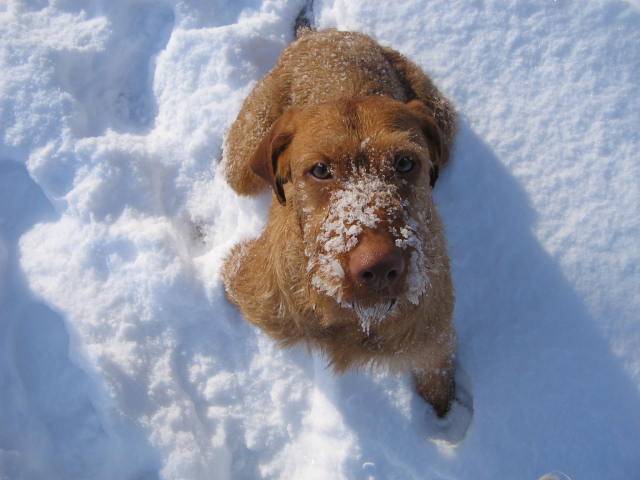 Wirehaired Vizsla — 6