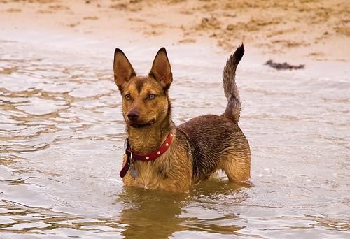Working Kelpie — 1