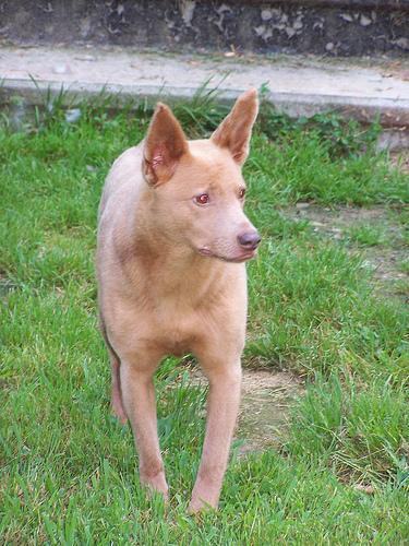 Working Kelpie — 2