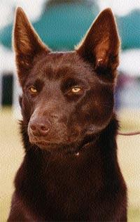 Working Kelpie — 3