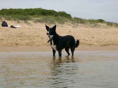 Working Kelpie — 4