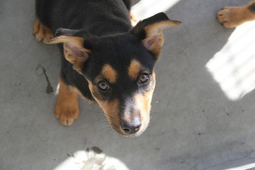 Working Kelpie — 5