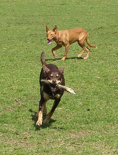 Working Kelpie — 6