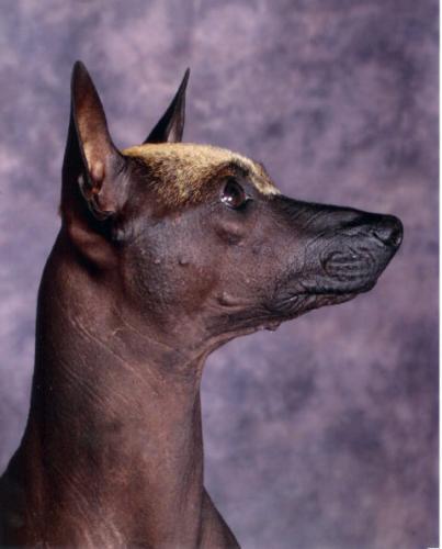 Xoloitzcuintli — 1