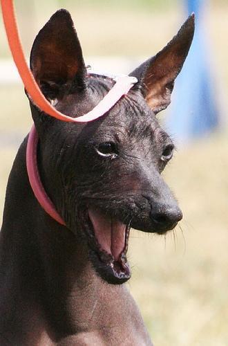 Xoloitzcuintli — 2