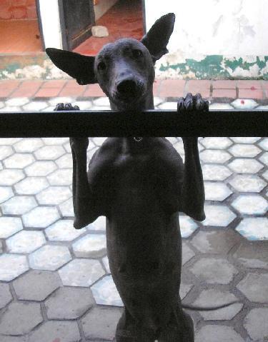 Xoloitzcuintli — 3