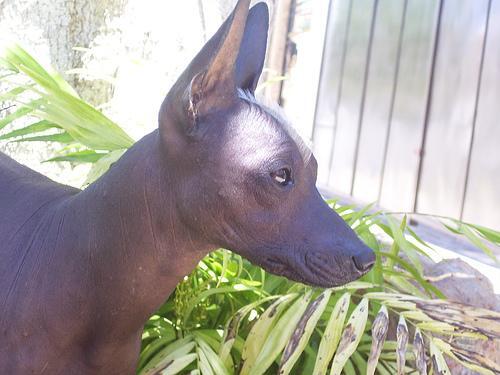 Xoloitzcuintli — 4