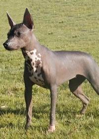 Xoloitzcuintli — 5