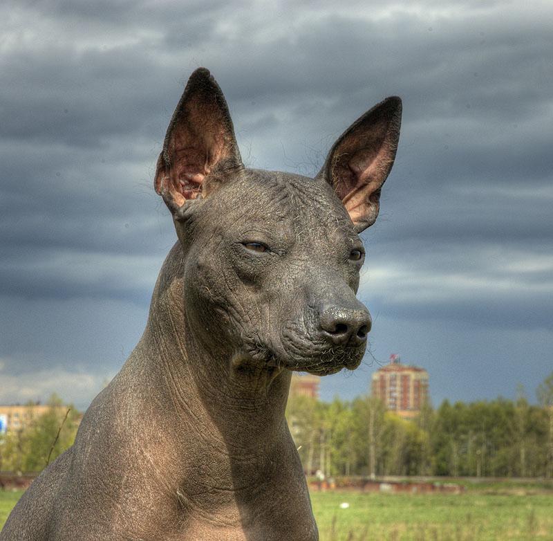Xoloitzcuintli — 6