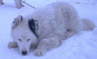 Yakutian Laika — 1