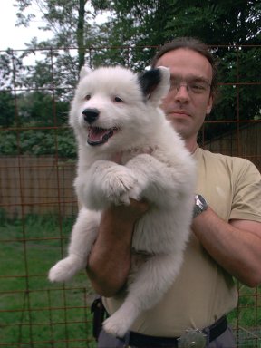 Yakutian Laika — 2