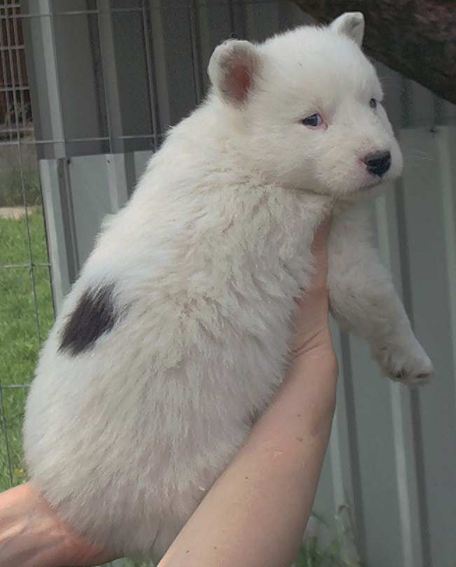 Yakutian Laika — 4
