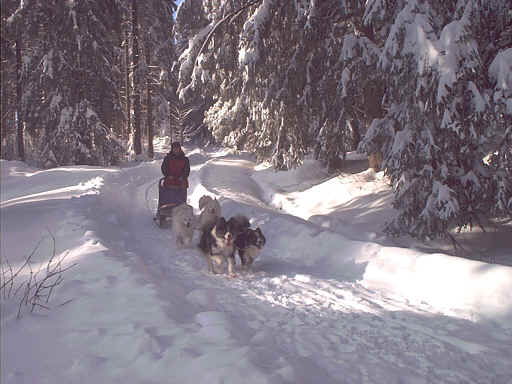 Yakutian Laika — 5