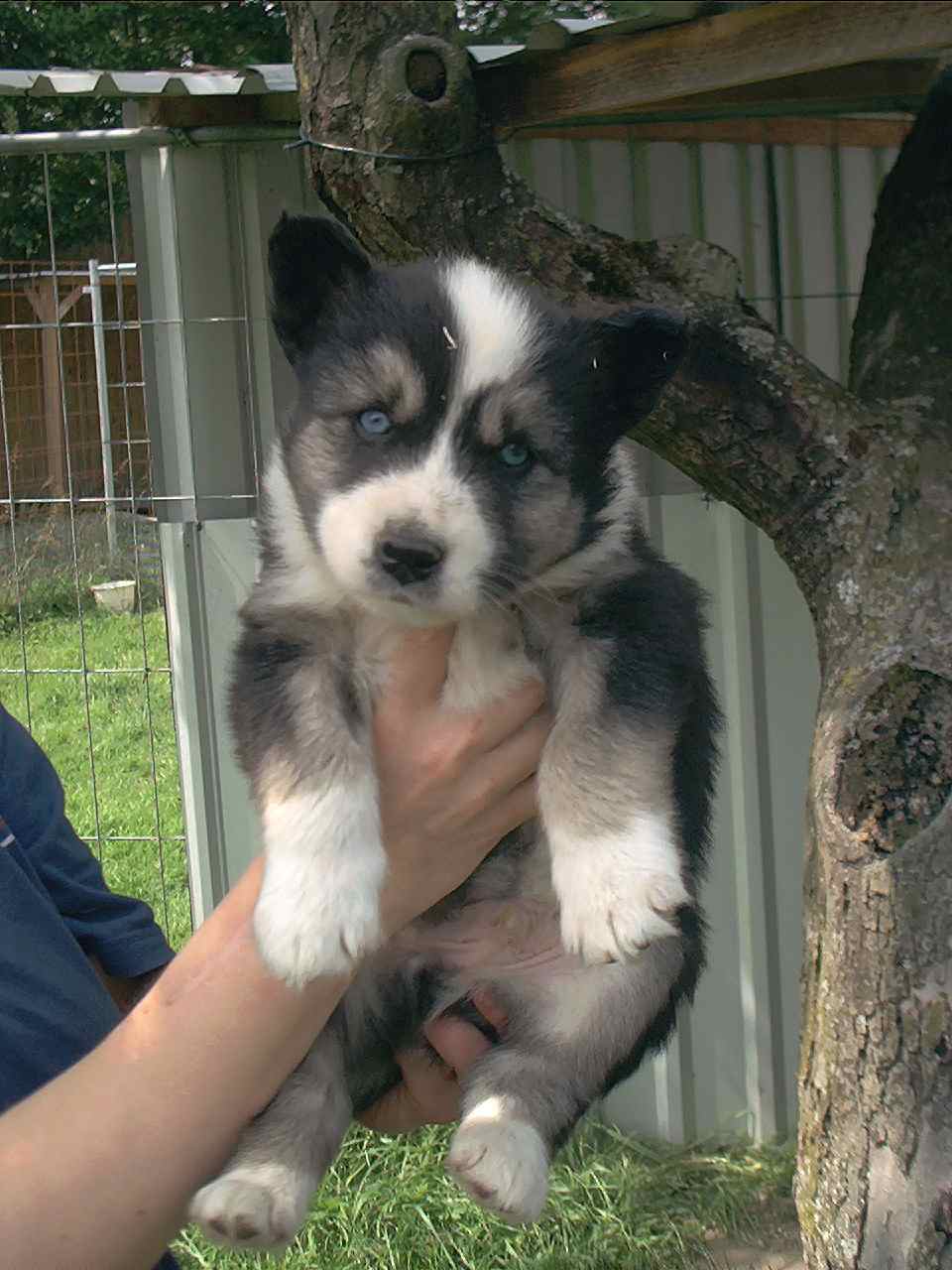Yakutian Laika — 6