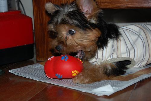 Yorkshire Terrier — 1