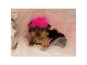 Yorkshire Terrier — 2