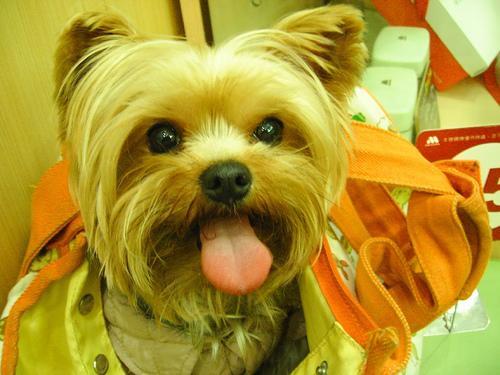Yorkshire Terrier — 3