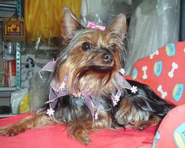 Yorkshire Terrier — 4
