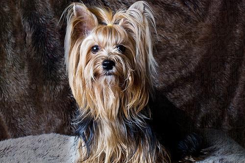 Yorkshire Terrier — 5