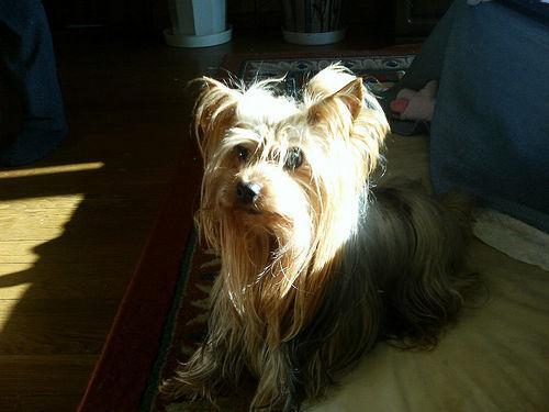 Yorkshire Terrier — 6