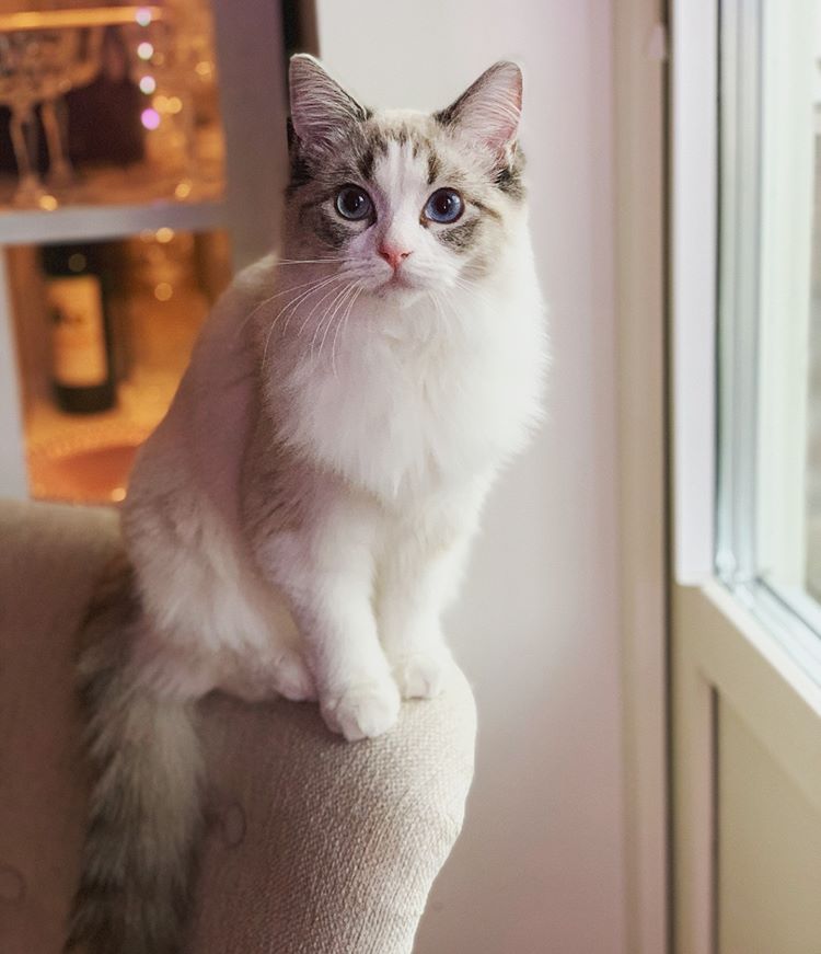 Chat tigré dans un jardin