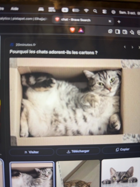 American Shorthair — 7