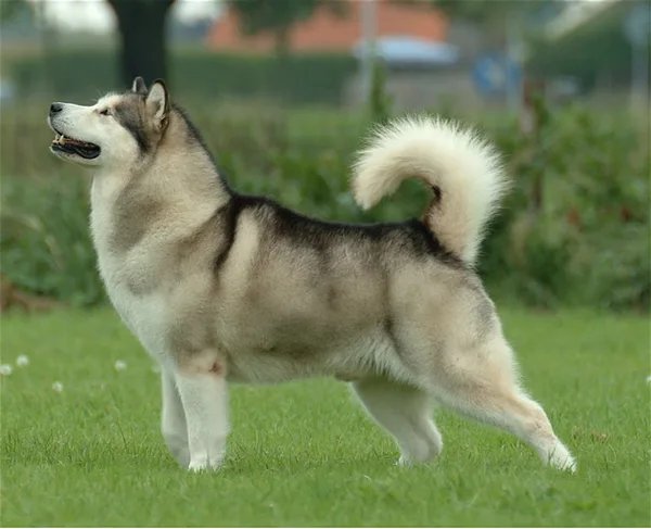 Alaskan Malamute — 8
